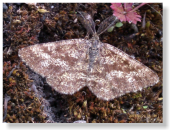 Heidespanner (Ematurga atomaria). Mnnchen. Nachtfalter. Familie: Spanner (Geometridae), Flgelspannweite: 22 bis 34 Millimeter.