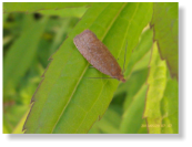 Kleinschmetterlinge (Microlepidoptera)