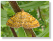 Ockergelber Blattspanner  (Camptogramma bilineata). Familie der Spanner (Geometridae). Flgelspannweite:  20 bis 30 Millimeter.