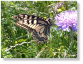 Schwalbenschwanz (Papilio machaon) Unterseite